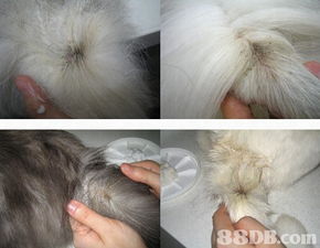 pattyhouse premium pet products提供寵物美容 美容產(chǎn)品 寵物護(hù)發(fā)美容等服務(wù)